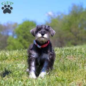 Layla, Miniature Schnauzer Puppy